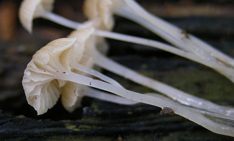 Confermate Mycena clavicularis?